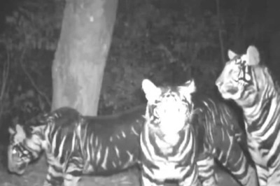 It's Not Everyday You Get To See Black Tiger Family Roaming In The Wild