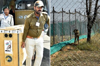 Boost to India's Wildlife Diversity: PM Modi on 12 Cheetahs Arriving in MP's Kuno National Park