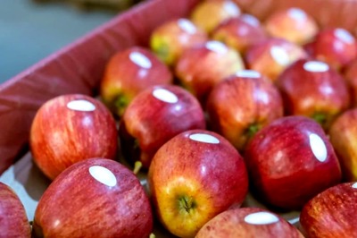 Why Some Apples Are Sold With Stickers And What It Signifies