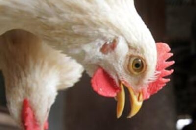 Bird flu returns, 4 dead in Indonesia