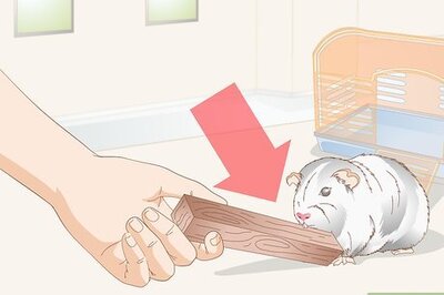 How to Choose Toys for a Guinea Pig