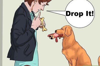 How to Teach a Dog to Fetch