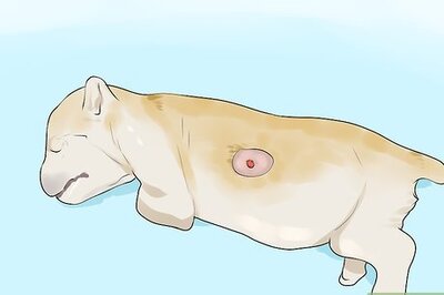 How to Deal with Abscesses on Newly Born Puppies