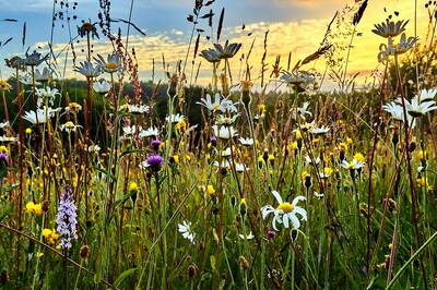 International Day for Biological Diversity 2021: Images, Wishes, Messages and Quotes to Share