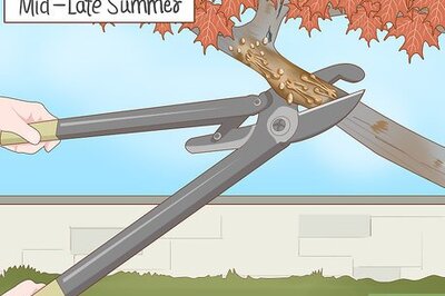 How to Trim Maple Trees