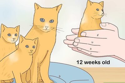 How to Separate Kittens from a Mother Cat for Adoption
