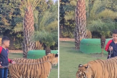 Watch: Boy Takes Chained Tiger For A Walk And Then This Happened