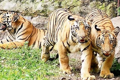 Maharashtra: Tiger cub claims fifth victim in Gondia