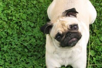 Hutch puppy to do an item number!