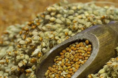 2023 Is The Year of Millets, What This Means for This Traditional Indian Grain