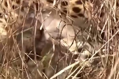 Namibian Cheetah Mom Jwala Gives Birth To Three Cute Little Cubs At Kuno | Video