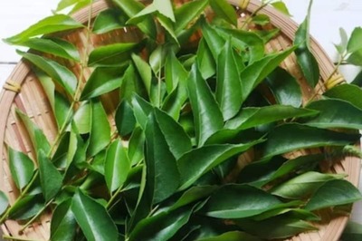 Improving Hair To Gut, Health Benefits Of Curry Leaves