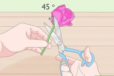 How to Dry a Tulip