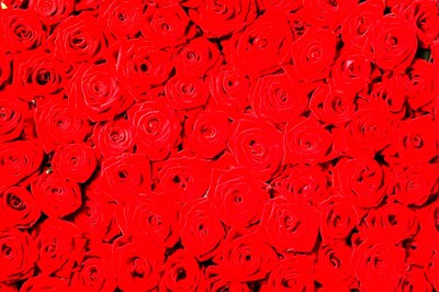 Valentine's Week Kicks Off with Rose Day from Feb 7, Send These Heart-warming Wishes to Your Loved Ones