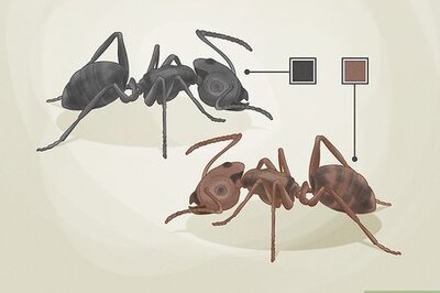 How to Identify Carpenter Ants