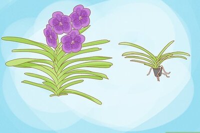How to Grow Vanda Orchids