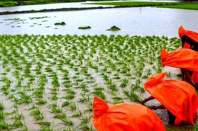 Farmers Rush to Plant Kharif Crops as Monsoon Revives in July
