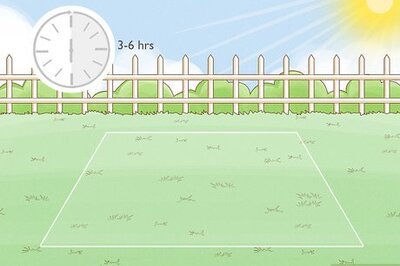 How to Plant Forget Me Not Seeds