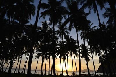 Trees Also Sleep At Night, Reveals New Study