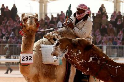 12 Camels Disqualified From Saudi Beauty Pageant Over Use of Botox Injections