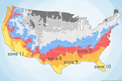 How to Care for a Purple Flower Potato Bush