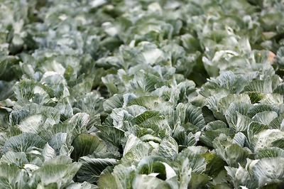 Cabbage, Broccoli Could Help Prevent Colon Cancer: Study