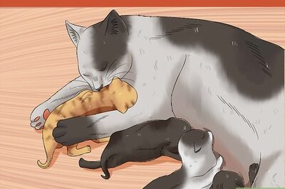 How to Give Newborn Kittens Away