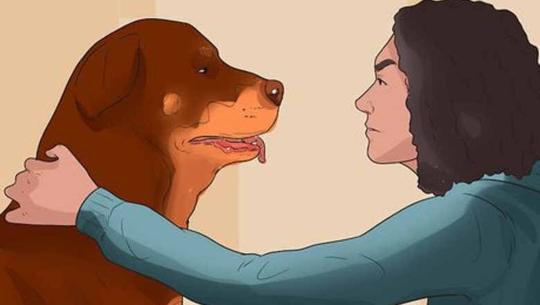 How to Treat Canine Periodontal Disease