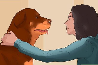 How to Treat Canine Periodontal Disease