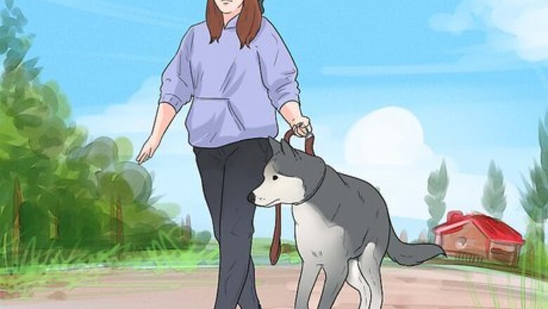 How to Prepare Your Dog to Go Off‐Leash