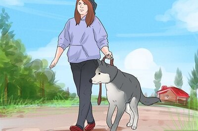 How to Prepare Your Dog to Go Off‐Leash