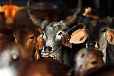 Govt Working on Reducing Livestock Insurance Premium to 1%