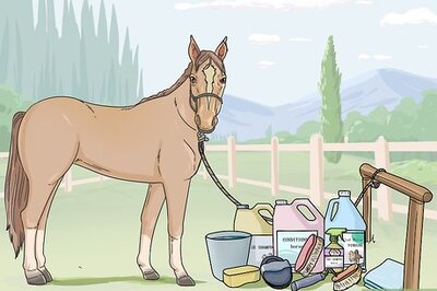 How to Clean a Horse