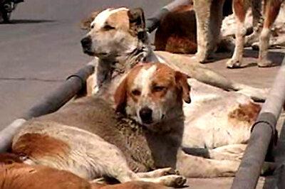 Researchers say dog's epigenome gives clues to human cancer