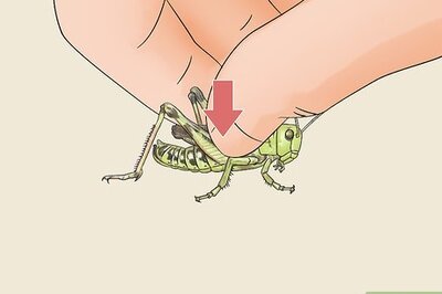 How to Determine the Sex of a Grasshopper
