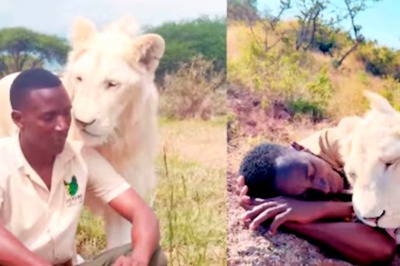 Video Of Man Cuddling With Lioness Is The Best Thing On Internet Today