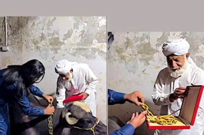 Man Buys 10Kg Gold Chain For Buffalo Mistaking It For A Cow