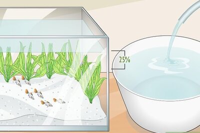 How to Clean a Planted Fish Tank
