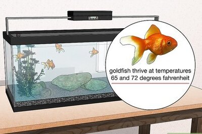 How to Cool Down the Water in a Fish Tank