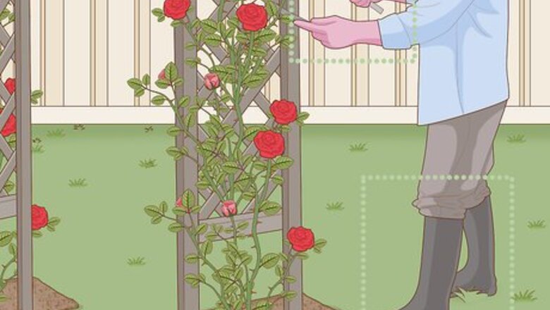How to Prune Roses on a Trellis