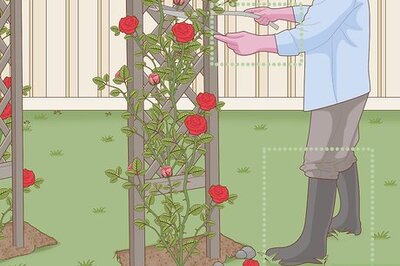 How to Prune Roses on a Trellis