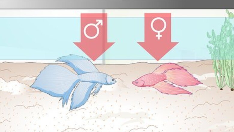 How to Name Your Betta Fish