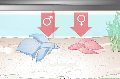 How to Name Your Betta Fish