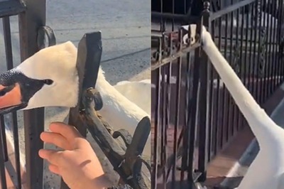 Man Saves Swan Struggling To Get Out Of Fence, Netizens Call Him Kind