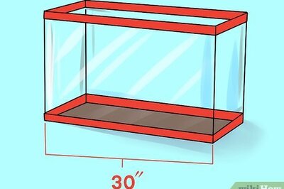 How to Care for a Corn Snake