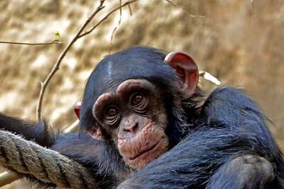 Watch: Young Chimpanzee Hurls Stones At Visitors, Gets Beaten By Mother
