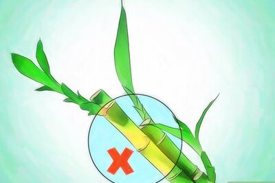 How to Grow Lucky Bamboo