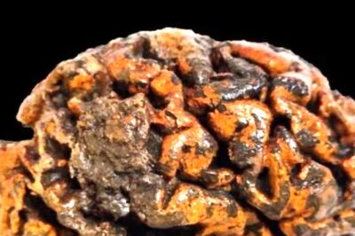 Scientists, Studying 12,000-year-old Preserved Human Brains, Find They Don't Decay Rapidly