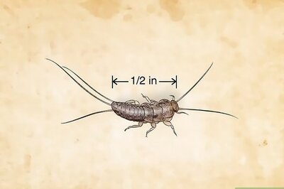 How to Identify Common Household Insects & Rodents