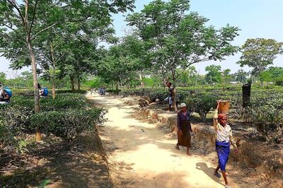 Drought Hits Tea Gardens in Assam, Workers on 2-day Leave to Tide Over Crisis